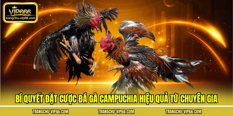 Bí quyết đặt cược đá gà Campuchia hiệu quả từ chuyên gia