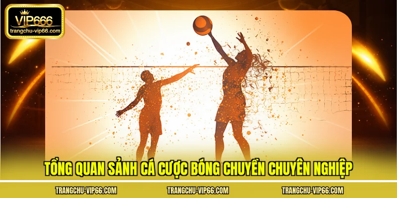 Tổng quan sảnh cá cược bóng chuyền chuyên nghiệp